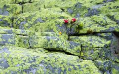 [Hier fehlt das Bild...]