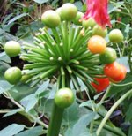 [Hier fehlt das Bild...]