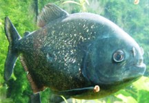 [Hier fehlt das Bild...]