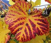 [Hier fehlt das Bild...]