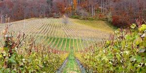 [Hier fehlt das Bild...]