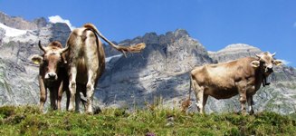 [Hier fehlt das Bild...]