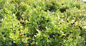 [Hier fehlt das Bild...]