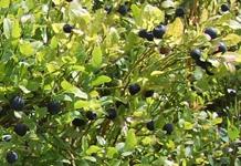 [Hier fehlt das Bild...]