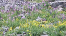 [Hier fehlt das Bild...]