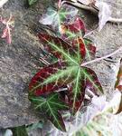 [Hier fehlt das Bild...]